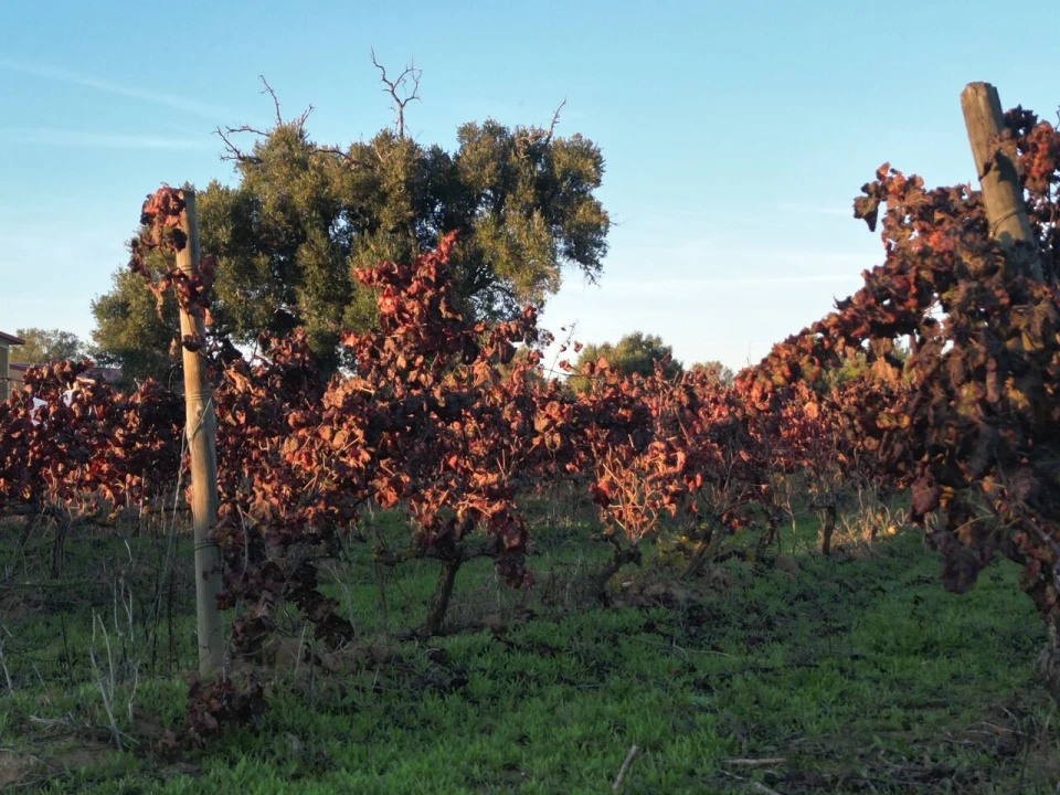 Terreno para Venda em Algoz e Tunes Foto 7