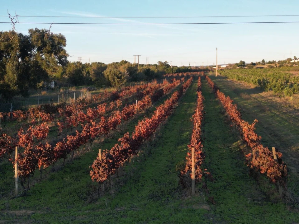 Terreno para Venda em Algoz e Tunes Foto 8