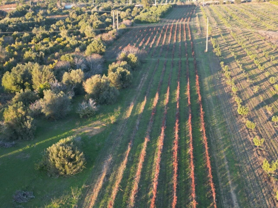 Terreno para Venda em Algoz e Tunes Foto 1