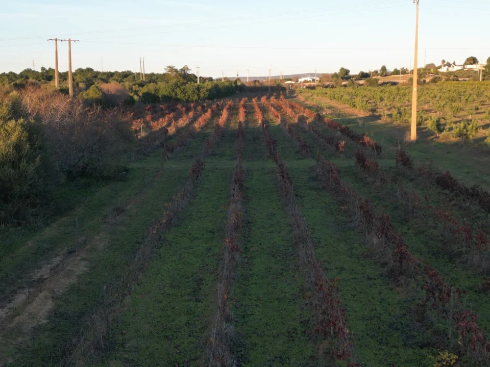 Terreno para Venda em Algoz e Tunes Foto 9
