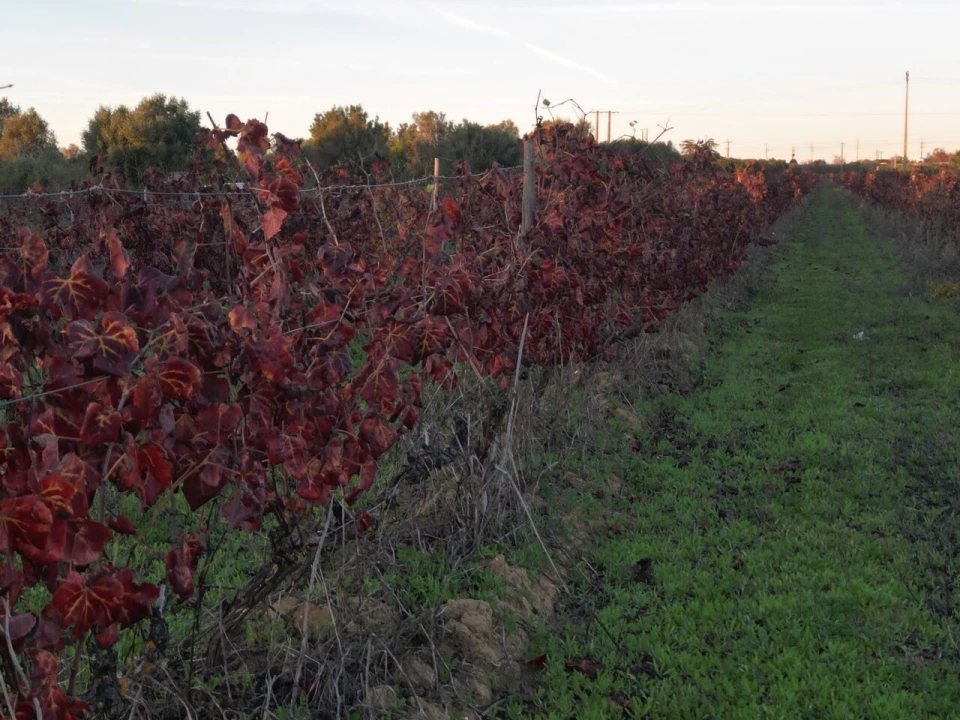 Terreno para Venda em Algoz e Tunes Foto 11