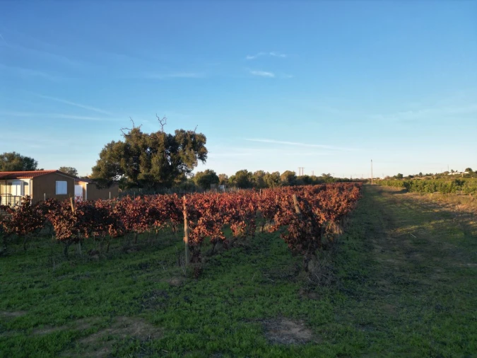 Terreno para Venda em Algoz e Tunes Foto 6