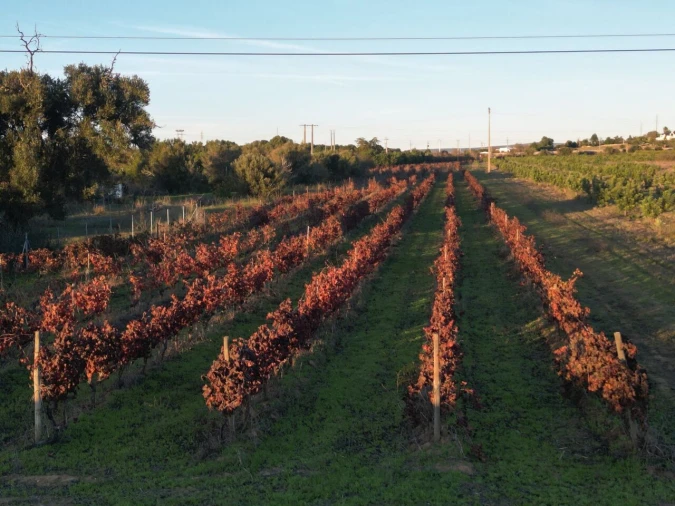 Terreno para Venda em Algoz e Tunes Foto 8