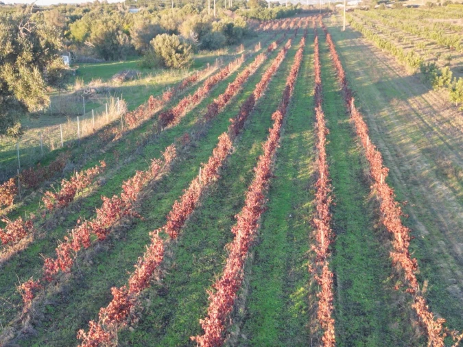 Terreno para Venda em Algoz e Tunes Foto 3