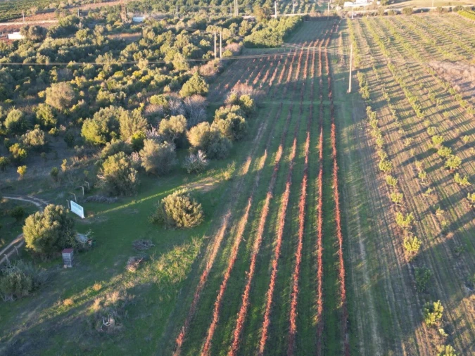Terreno para Venda em Algoz e Tunes Foto 12