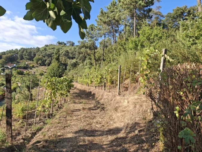 Quinta T2 para Venda em Ceivães e Badim Foto 5