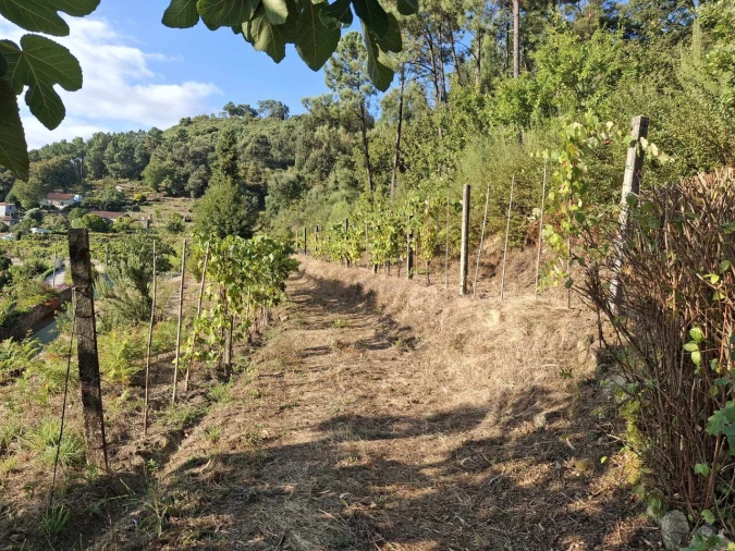Quinta T2 para Venda em Ceivães e Badim Foto 24