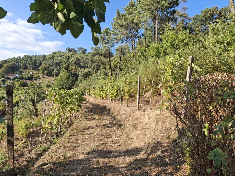 Terreno para Venda em Ceivães e Badim Foto 2