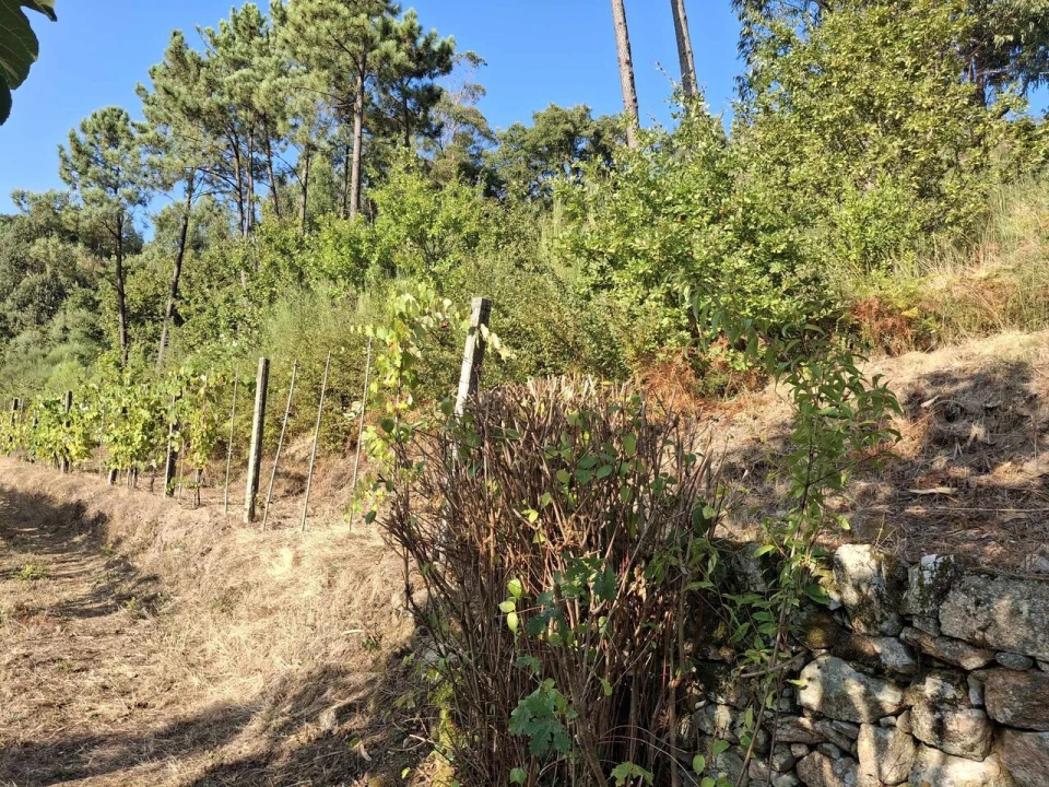 Terreno para Venda em Ceivães e Badim Foto 5