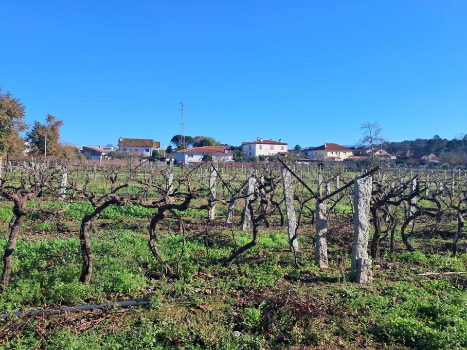 Terreno para Venda em Monção e Troviscoso Foto 4