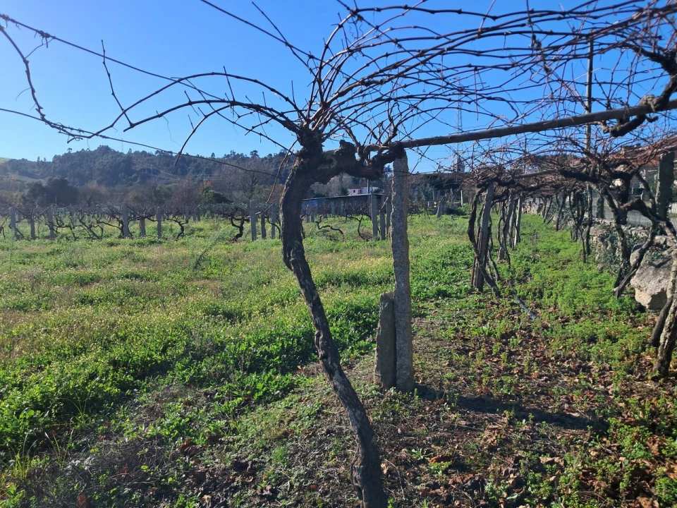 Terreno para Venda em Monção e Troviscoso Foto 12