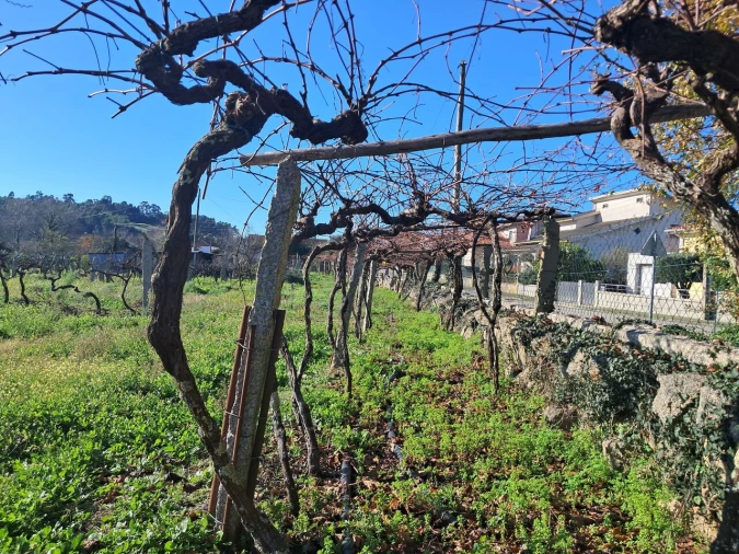 Terreno para Venda em Monção e Troviscoso Foto 13