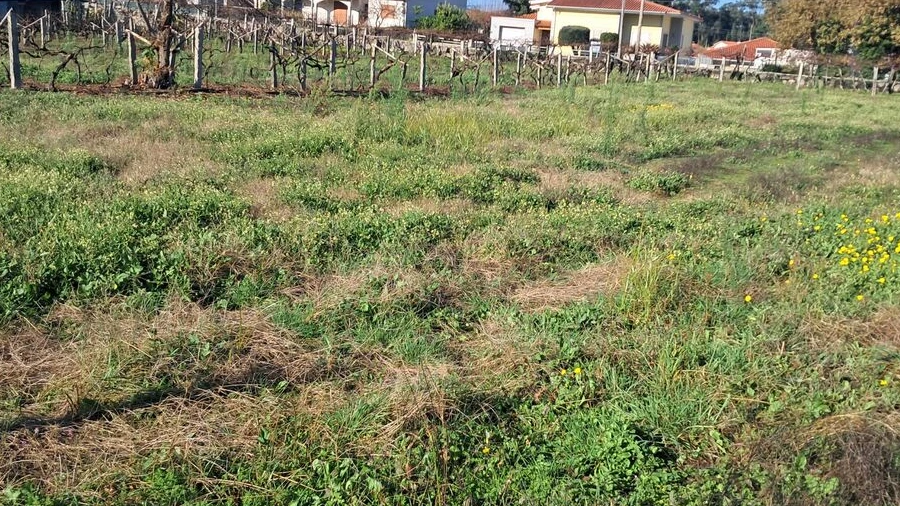 Terreno para Venda em Monção e Troviscoso