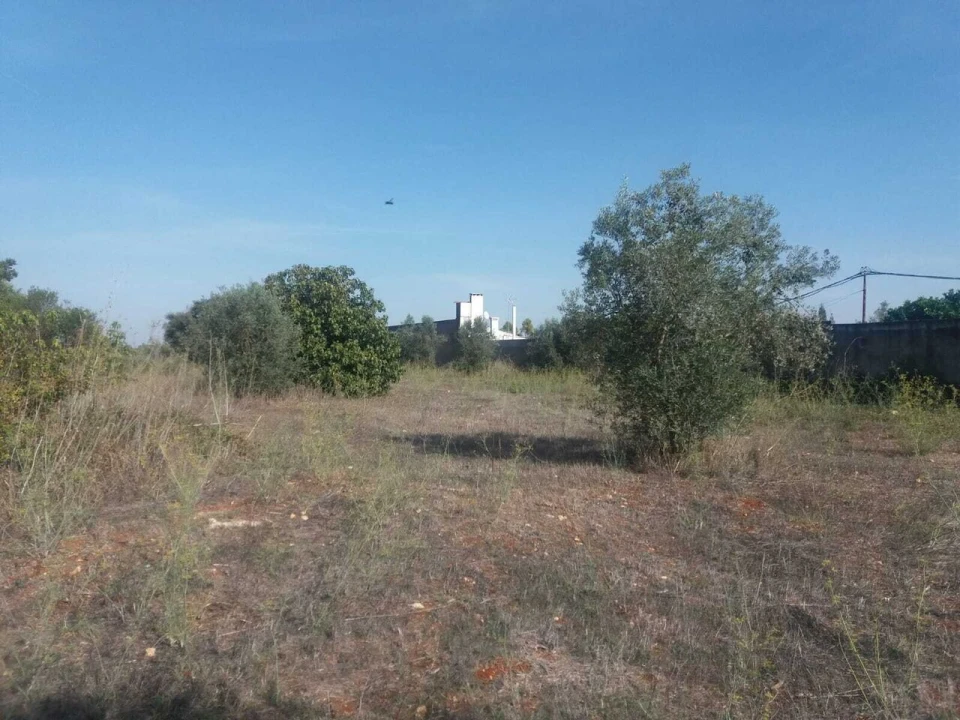Terreno para Venda em Brogueira, Parceiros de Igreja e Alcorochel Foto 7