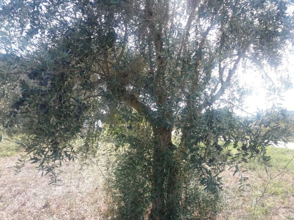 Terreno para Venda em Brogueira, Parceiros de Igreja e Alcorochel Foto 11