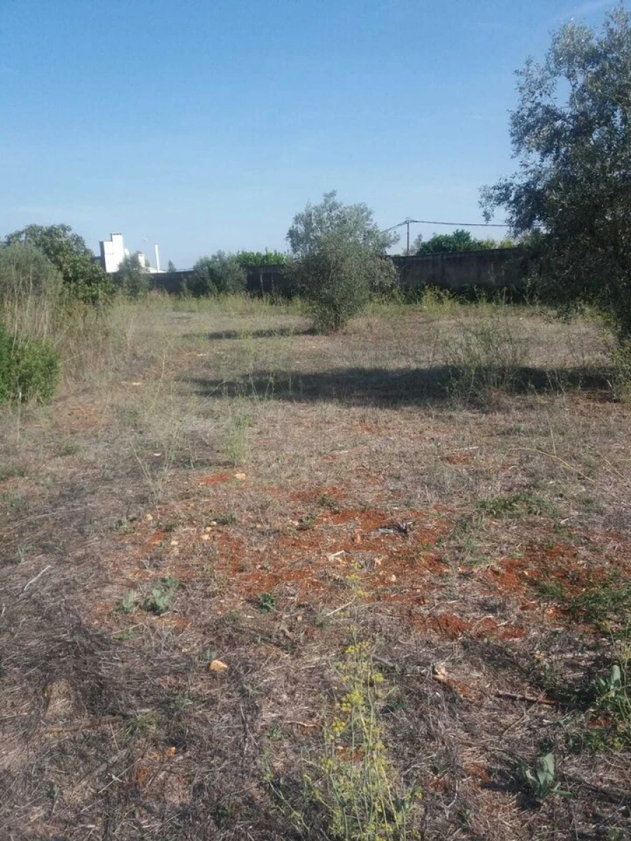 Terreno para Venda em Brogueira, Parceiros de Igreja e Alcorochel Foto 1