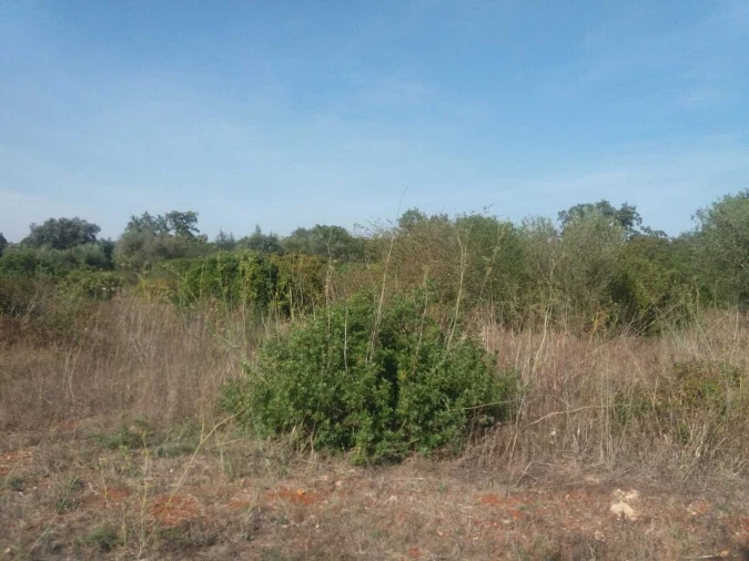 Terreno para Venda em Brogueira, Parceiros de Igreja e Alcorochel Foto 12