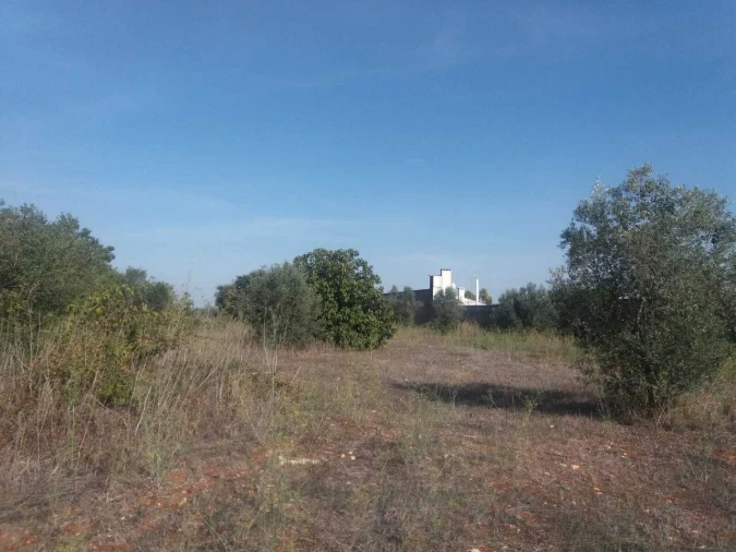 Terreno para Venda em Brogueira, Parceiros de Igreja e Alcorochel Foto 13