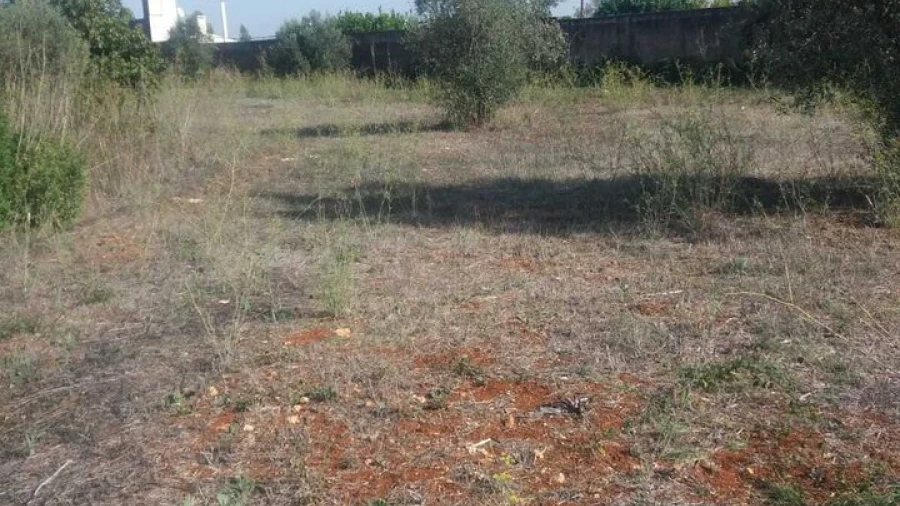 Terreno para Venda em Brogueira, Parceiros de Igreja e Alcorochel