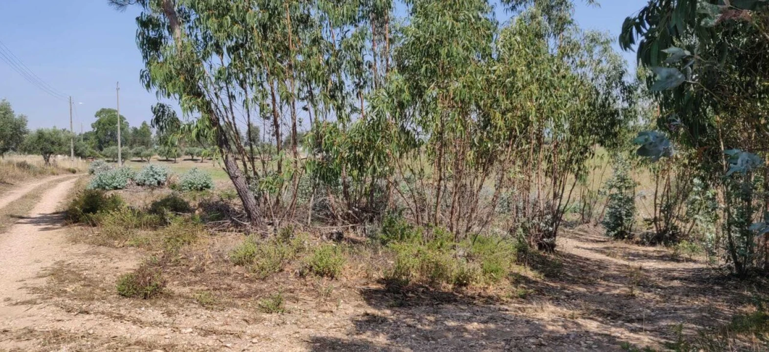 Terreno para Venda em Brogueira, Parceiros de Igreja e Alcorochel Foto 3