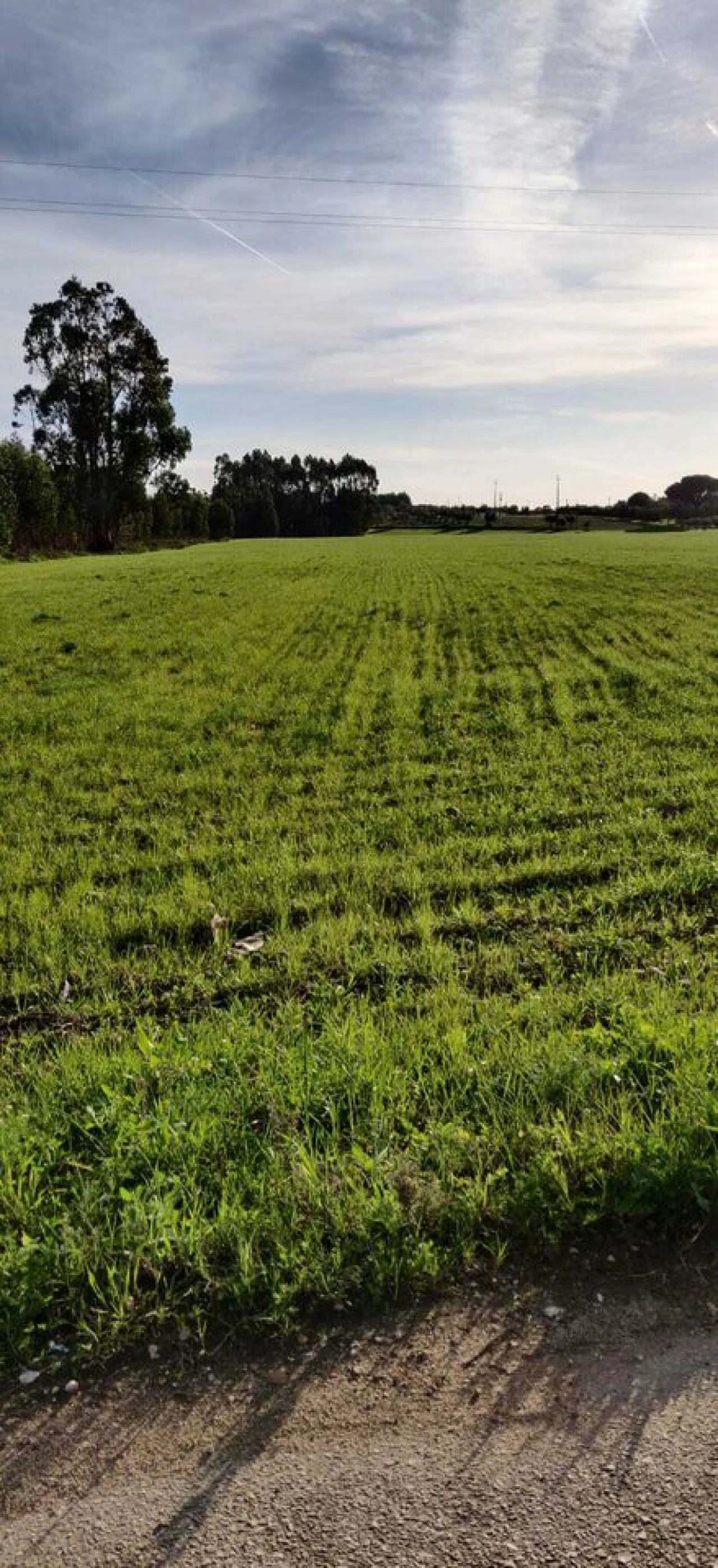 Terreno para Venda em Brogueira, Parceiros de Igreja e Alcorochel Foto 1