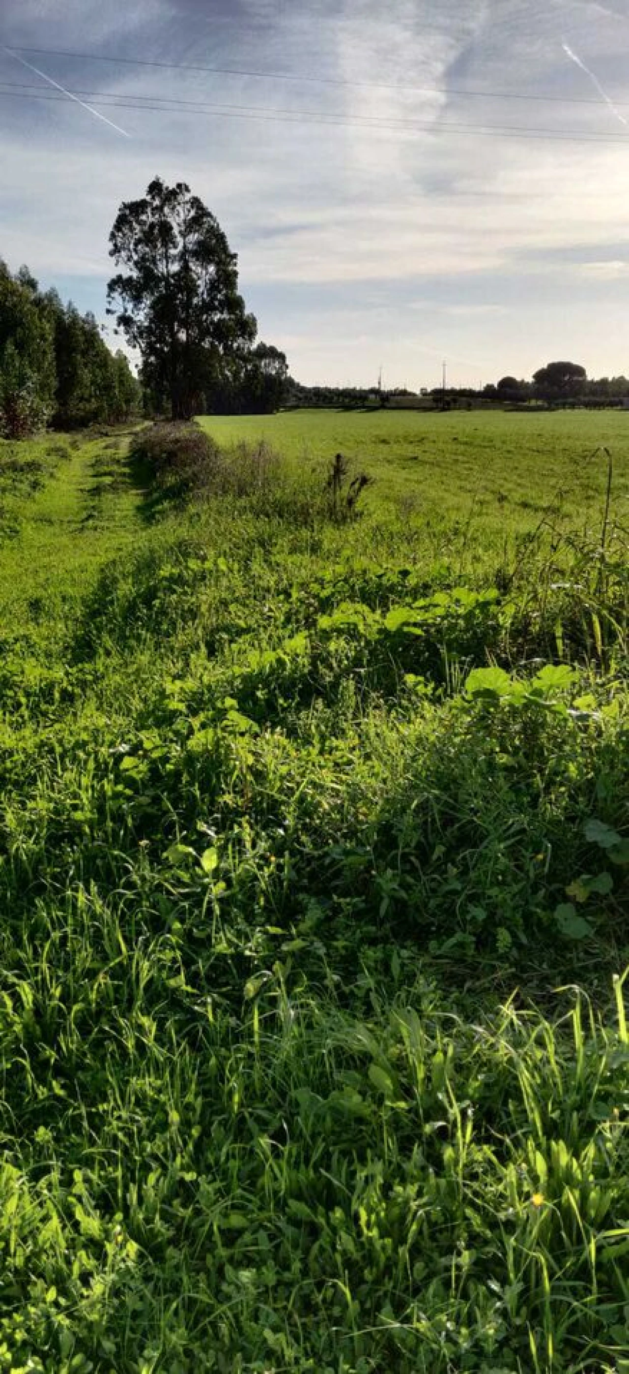Terreno para Venda em Brogueira, Parceiros de Igreja e Alcorochel Foto 5