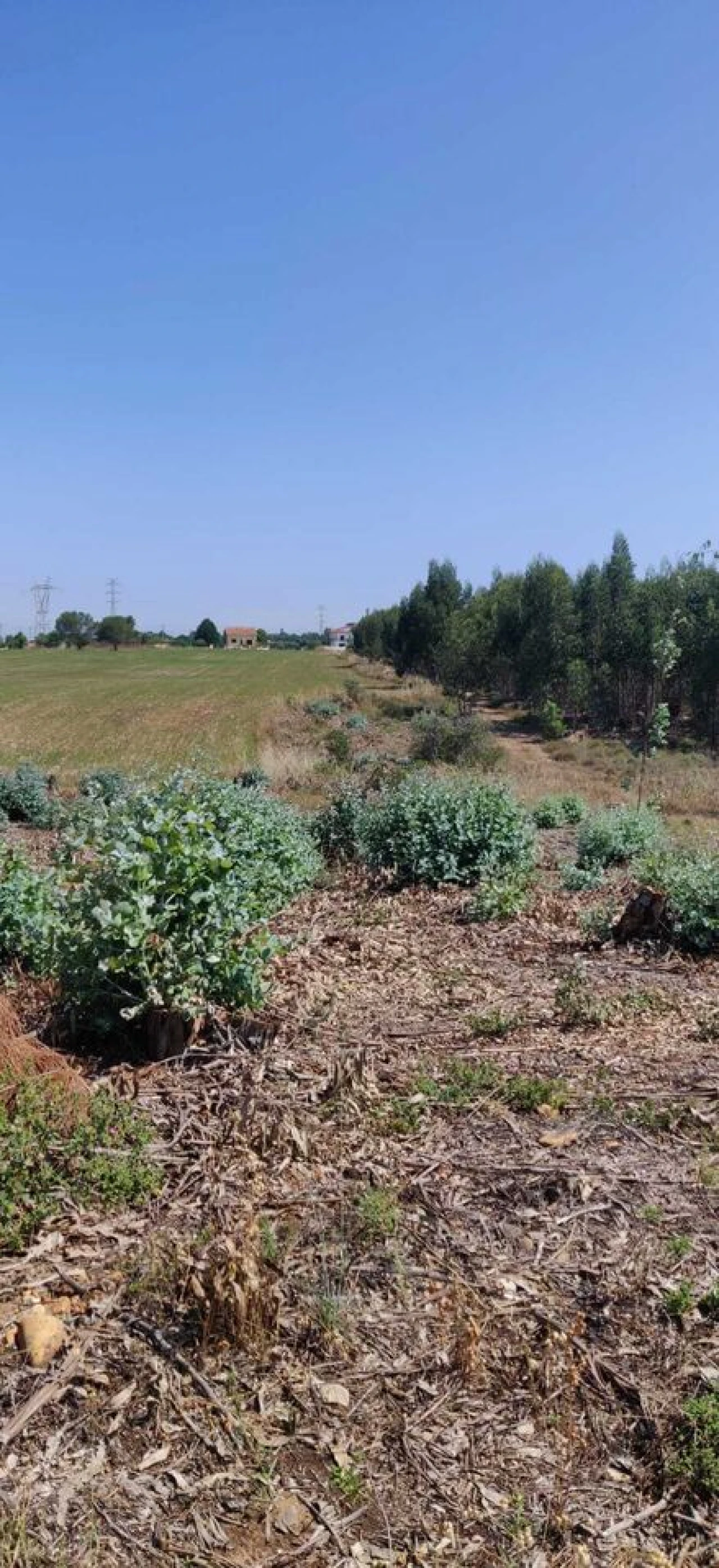 Terreno para Venda em Brogueira, Parceiros de Igreja e Alcorochel Foto 4
