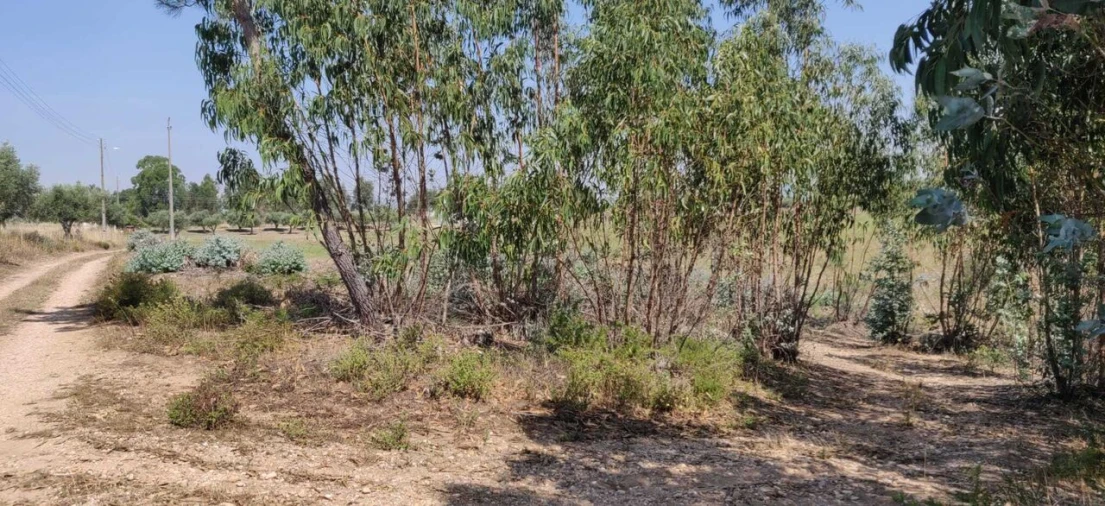 Terreno para Venda em Brogueira, Parceiros de Igreja e Alcorochel Foto 3