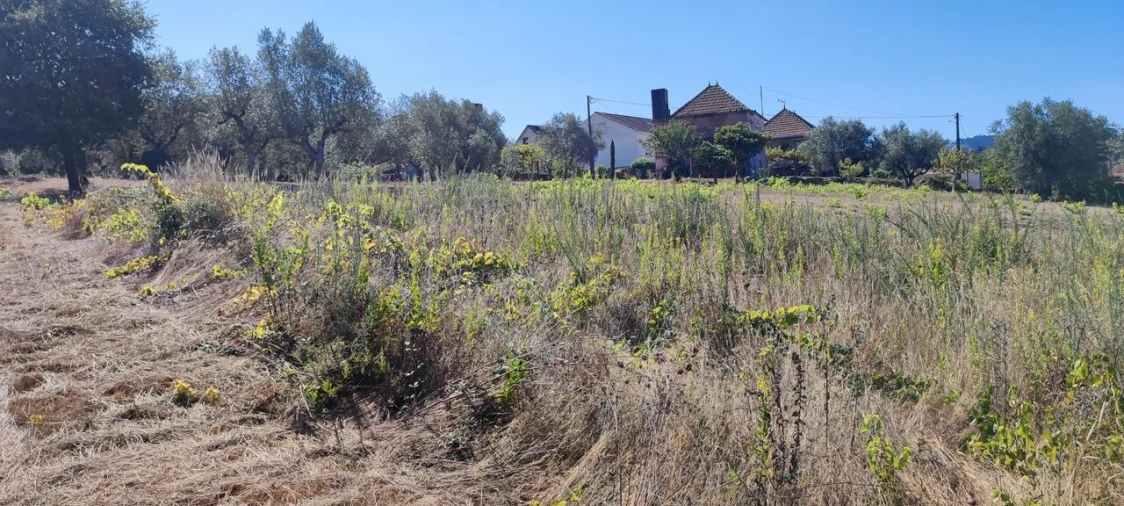 Terreno para Venda em Santiago e São Simão de Litém e Albergaria dos Doze Foto 7