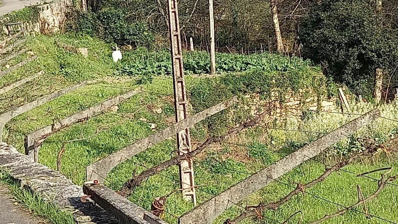 Terreno para Venda em Ceivães e Badim Foto 6