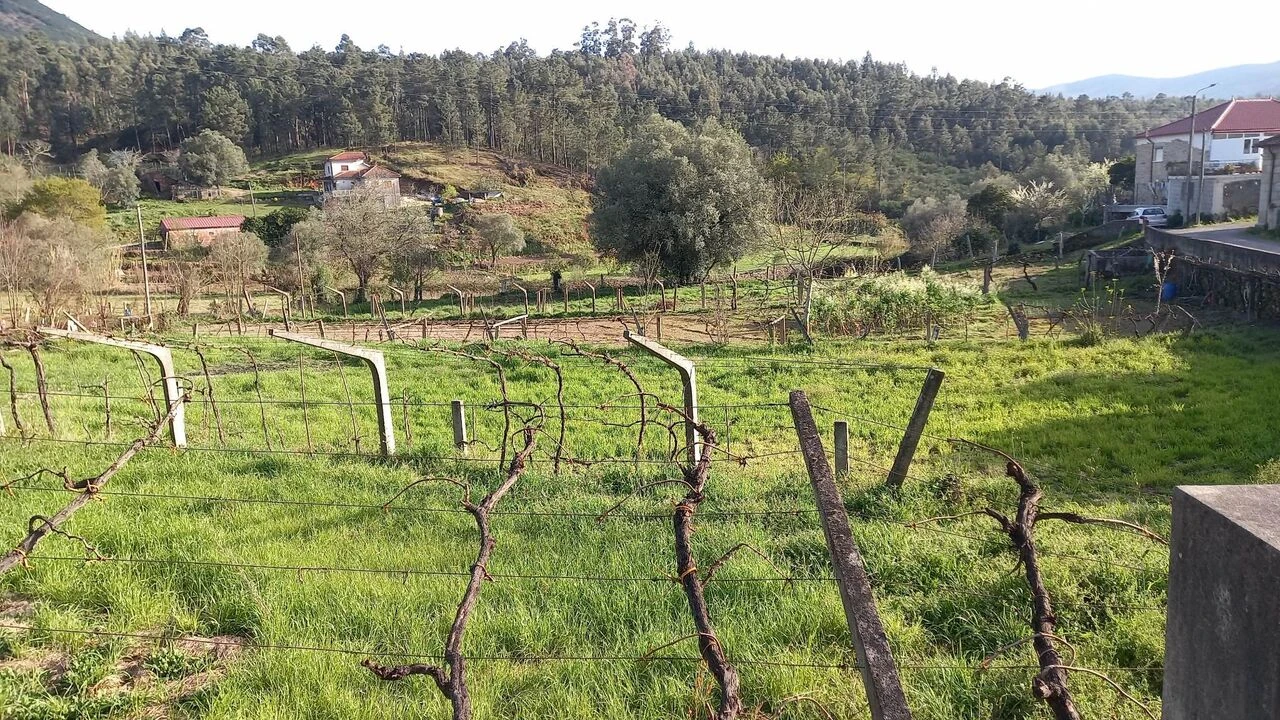 Terreno para Venda em Ceivães e Badim Foto 13