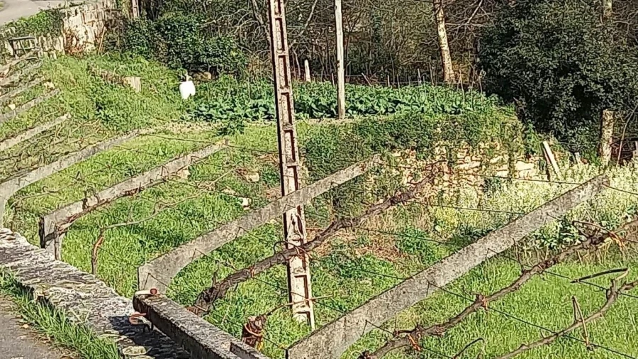 Terreno para Venda em Ceivães e Badim Foto 6