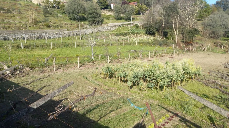 Terreno para Venda em Ceivães e Badim Foto 9