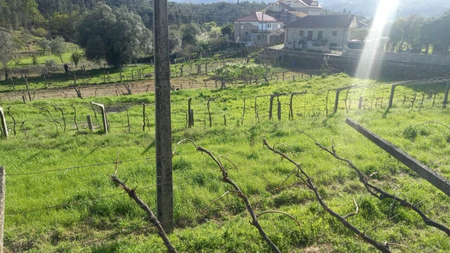 Terreno para Venda em Ceivães e Badim Foto 11