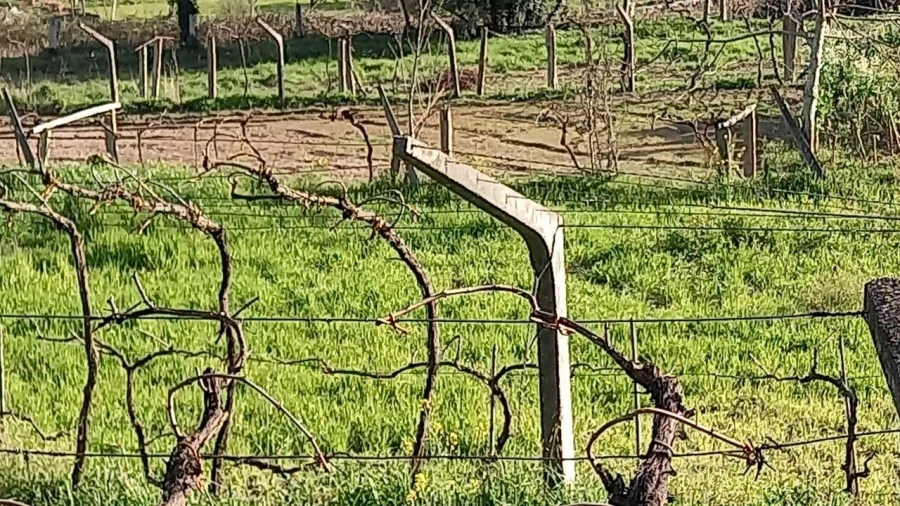 Terreno para Venda em Ceivães e Badim Foto 12