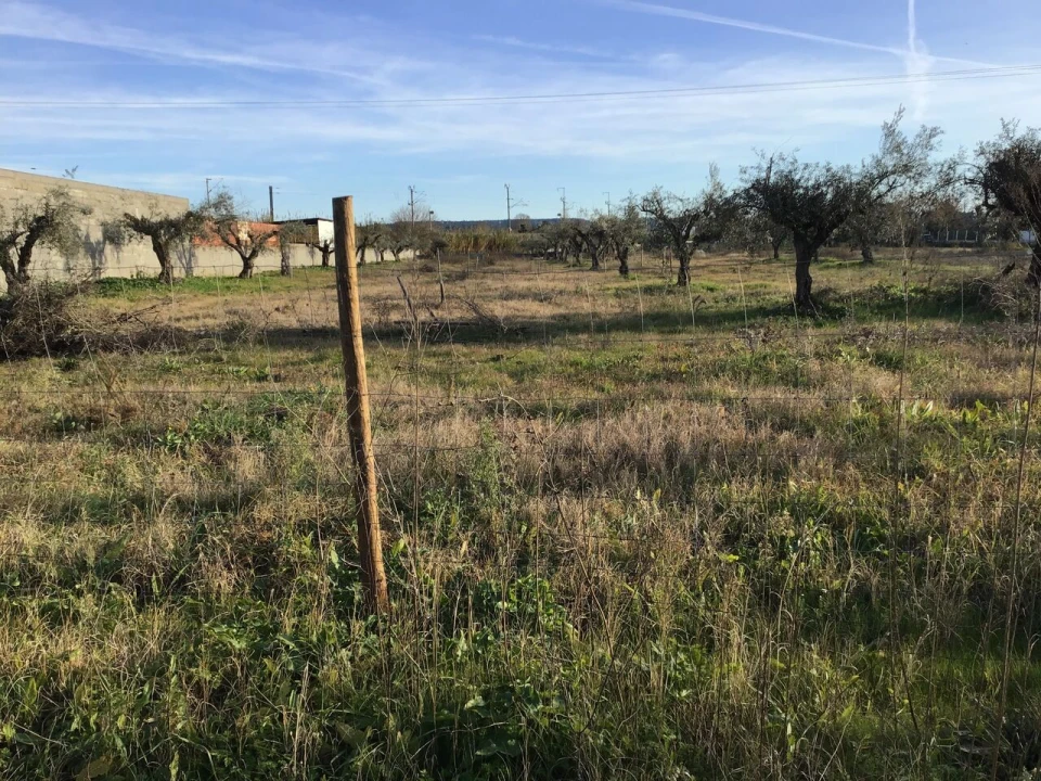 Terreno para Venda em São Miguel do Rio Torto e Rossio Ao Sul do Tejo Foto 1
