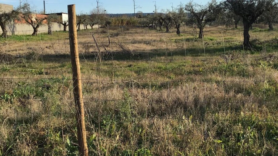 Terreno para Venda em São Miguel do Rio Torto e Rossio Ao Sul do Tejo