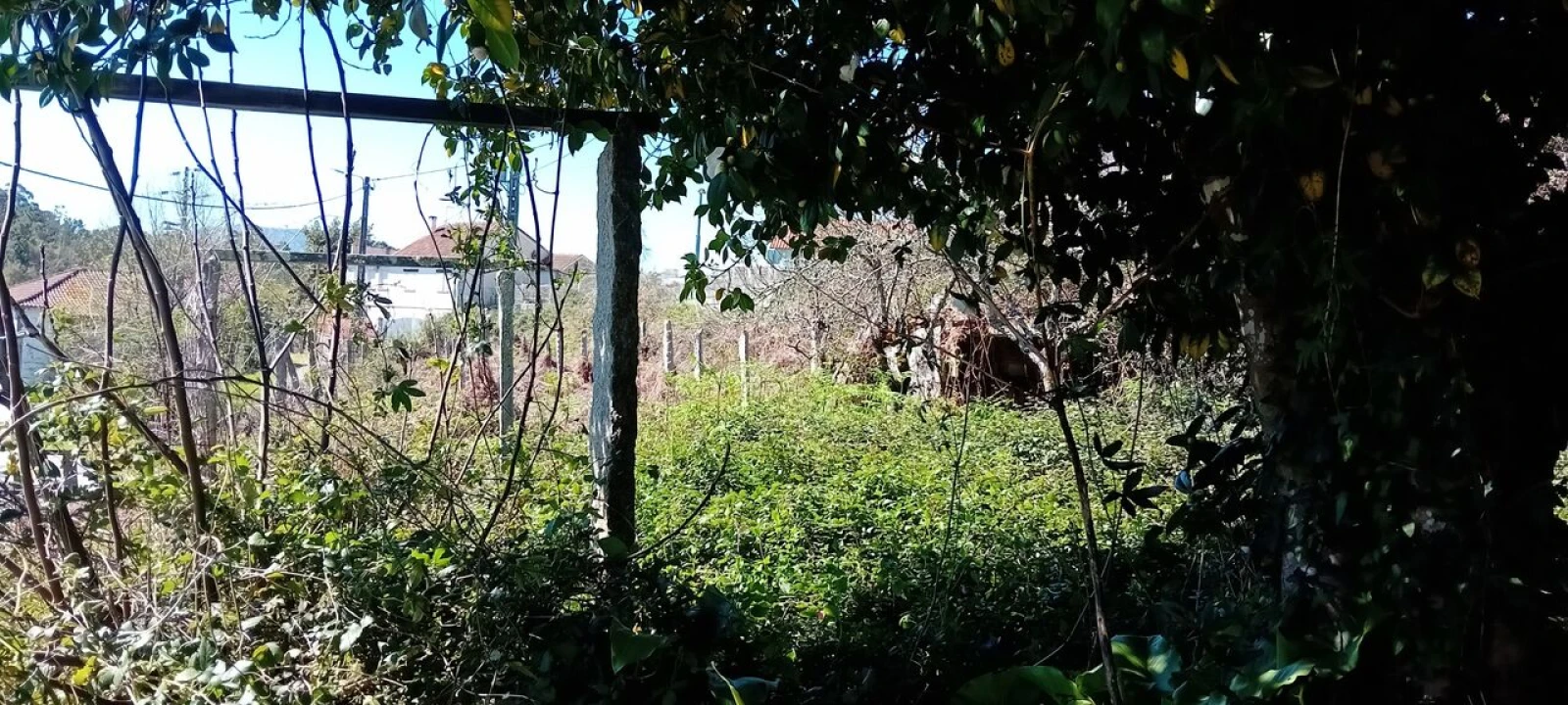 Moradia T3 para Venda em Troporiz e Lapela Foto 7