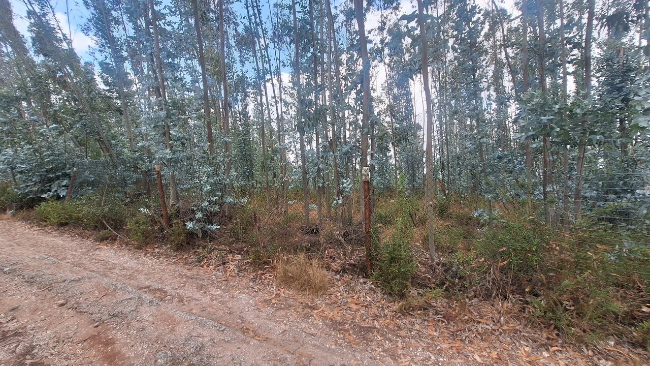 Terreno para Venda em Marrazes e Barosa Foto 4