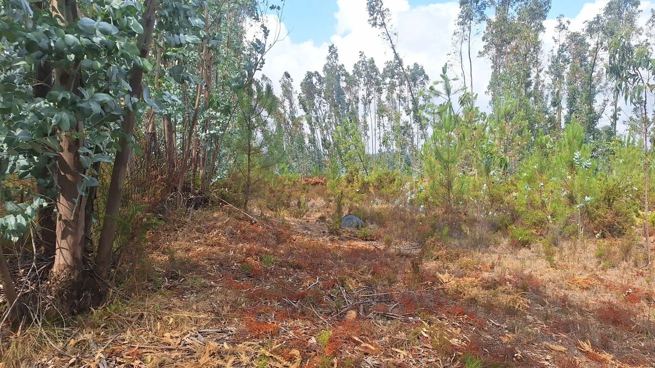 Terreno para Venda em Marrazes e Barosa Foto 6