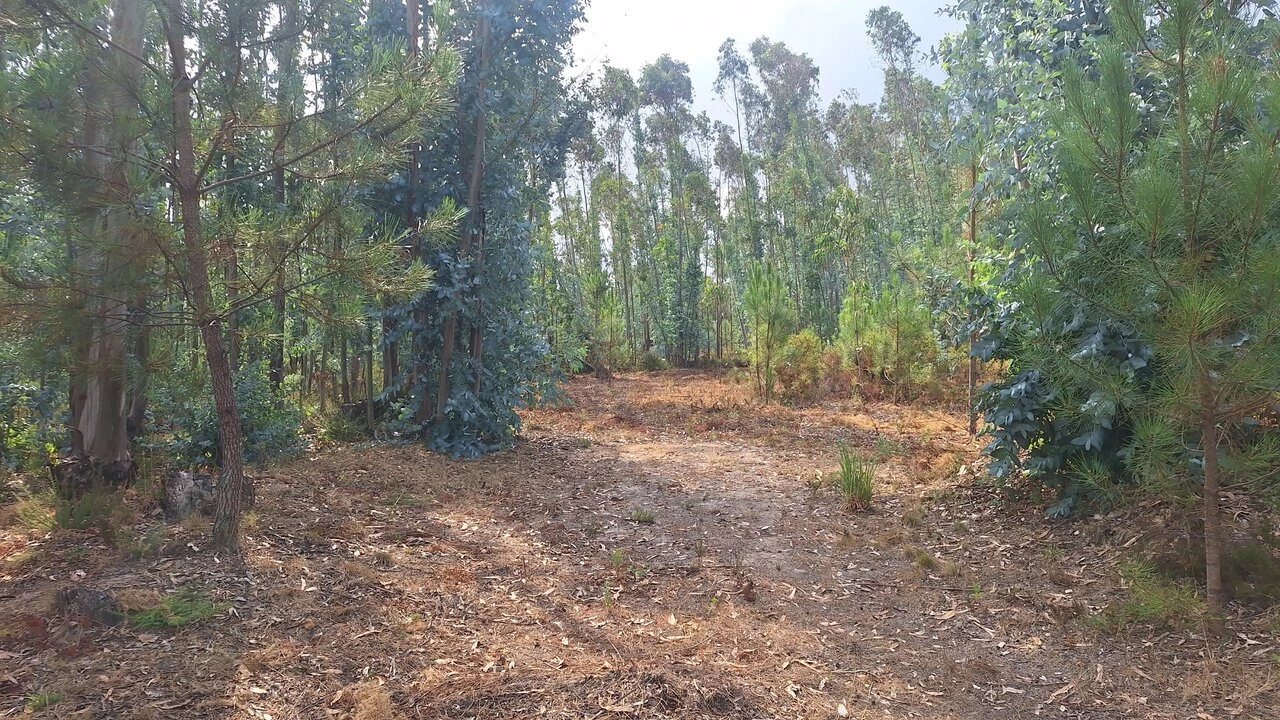 Terreno para Venda em Marrazes e Barosa Foto 7