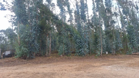 Terreno para Venda em Marrazes e Barosa