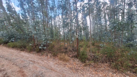 Terreno para Venda em Marrazes e Barosa