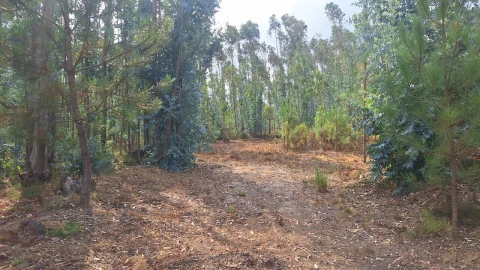 Terreno para Venda em Marrazes e Barosa