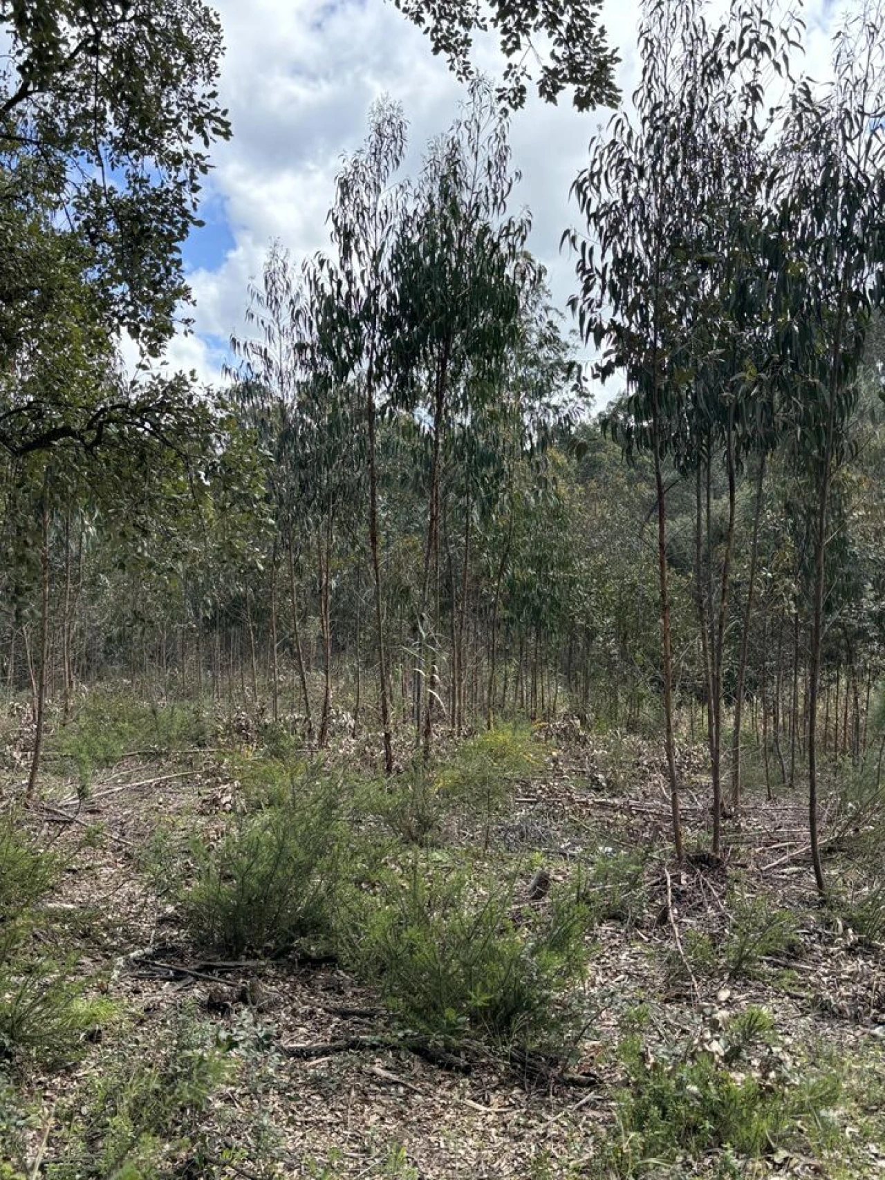 Terreno para Venda em Outeiro da Cortiçada e Arruda dos Pisões Foto 3