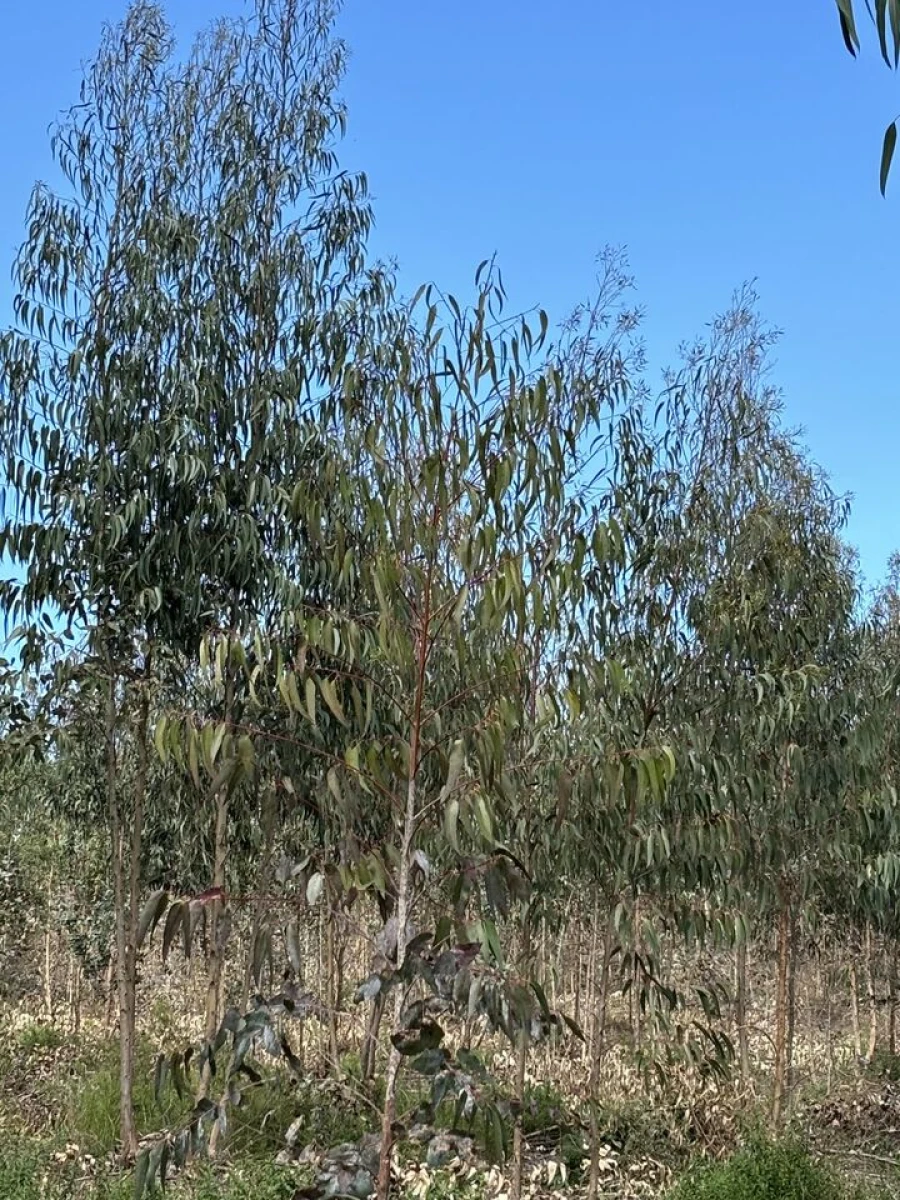 Terreno para Venda em Outeiro da Cortiçada e Arruda dos Pisões Foto 1