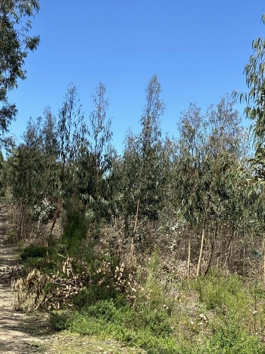 Terreno para Venda em Outeiro da Cortiçada e Arruda dos Pisões Foto 5