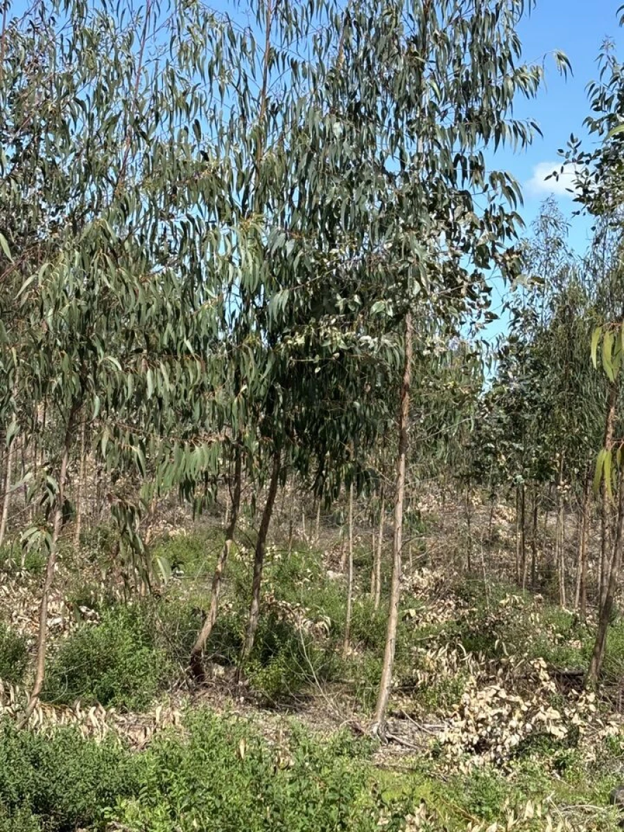 Terreno para Venda em Outeiro da Cortiçada e Arruda dos Pisões Foto 6