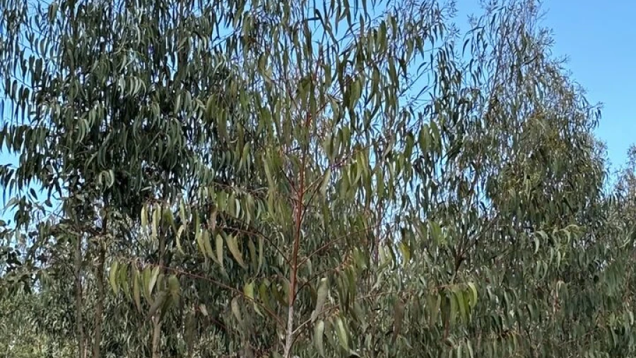 Terreno para Venda em Outeiro da Cortiçada e Arruda dos Pisões