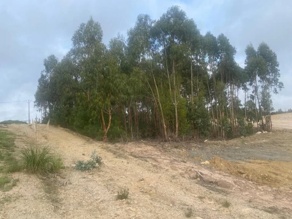 Terreno para Venda em Santa Maria, São Pedro e Matacães Foto 24